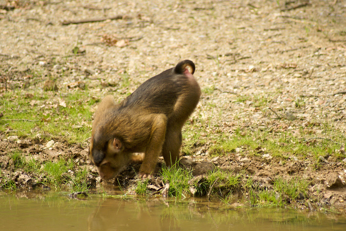 Thirsty berber monkey A thirsty female monkey takes a sip from the water, but only after carefully inspecting it for danger. Arnhem Zoo,Barbary Macaque,Berber Monkey,Haplorhini,Macaca sylvanus,Monkeys