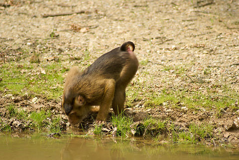 Thirsty berber monkey A thirsty female monkey takes a sip from the water, but only after carefully inspecting it for danger. Arnhem Zoo,Barbary Macaque,Berber Monkey,Haplorhini,Macaca sylvanus,Monkeys
