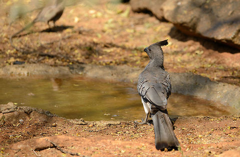 White-bellied Go-away-bird drinking at Tarangire NP entrance, Tanzania  Africa,Corythaixoides leucogaster,Tanzania,Tarangire,Tarangire National Park,White-bellied Go-away-bird