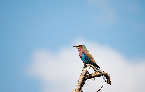 Lilac-breasted Roller at Tarangire NP, Tanzania I still remember from our 2009 South Africa trip that the guide called this the most colorful bird in the world, in terms of numbers of colors. We felt so lucky to see just one back then. In Tanzania, they seem to be far more numerous, we made several spottings of them. Africa,Coracias caudatus,Lilac-breasted Roller,Roller,Tanzania,Tarangire,Tarangire National Park