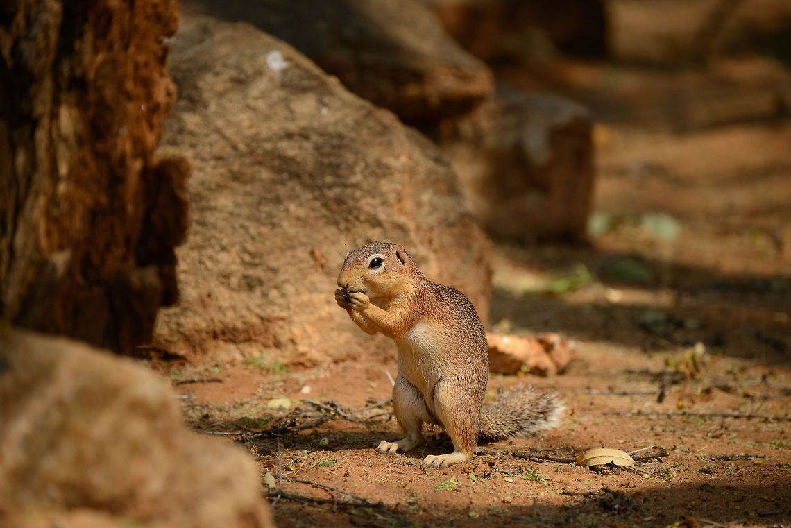 Unstriped Ground Squirrel standing and eating, Tarangire NP, Tanzania  Africa,Tanzania,Tarangire,Tarangire National Park,Unstriped Ground Squirrel,Xerus rutilus
