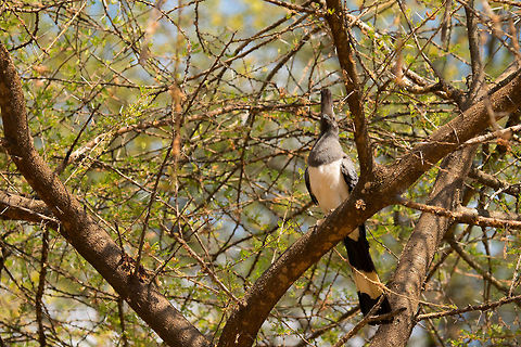 White-bellied Go-away-bird in tree at Tarangire NP entrance, Tanzania  Africa,Corythaixoides leucogaster,Tanzania,Tarangire,Tarangire National Park,White-bellied Go-away-bird