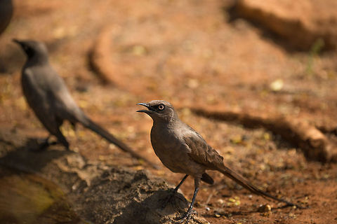 Closeup of an Ashy Starling drinking at the Tarangire NP entrance, Tanzania  Africa,Ashy Starling,Cosmopsarus unicolor,Tanzania,Tarangire,Tarangire National Park