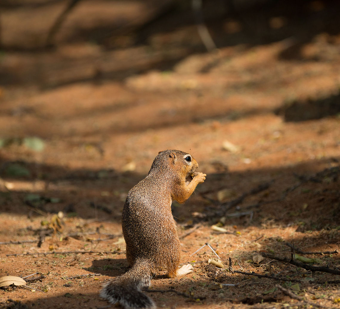 Unstriped Ground Squirrel closeup at Tarangire NP, Tanzania  Africa,Tanzania,Tarangire,Tarangire National Park,Unstriped Ground Squirrel,Xerus rutilus