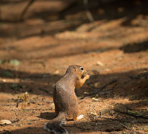 Unstriped Ground Squirrel closeup at Tarangire NP, Tanzania  Africa,Tanzania,Tarangire,Tarangire National Park,Unstriped Ground Squirrel,Xerus rutilus