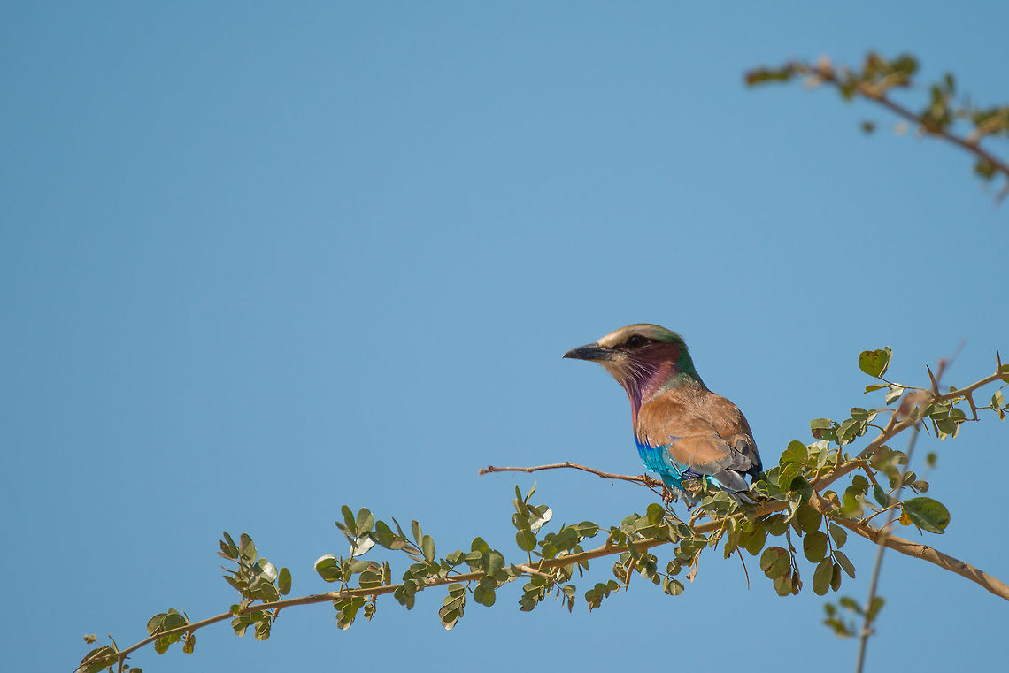 Lilac-breasted Roller posing on branch, Tarangire NP, Tanzania I&#039;ll never get bored by this bird... Africa,Coracias caudatus,Lilac-breasted Roller,Tanzania,Tarangire,Tarangire National Park
