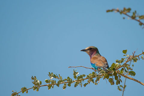 Lilac-breasted Roller posing on branch, Tarangire NP, Tanzania I'll never get bored by this bird... Africa,Coracias caudatus,Lilac-breasted Roller,Tanzania,Tarangire,Tarangire National Park