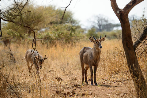 Female waterbuck and young on guard at Tarangire NP, Tanzania  Africa,Kobus ellipsiprymnus,Tanzania,Tarangire,Tarangire National Park,Waterbuck