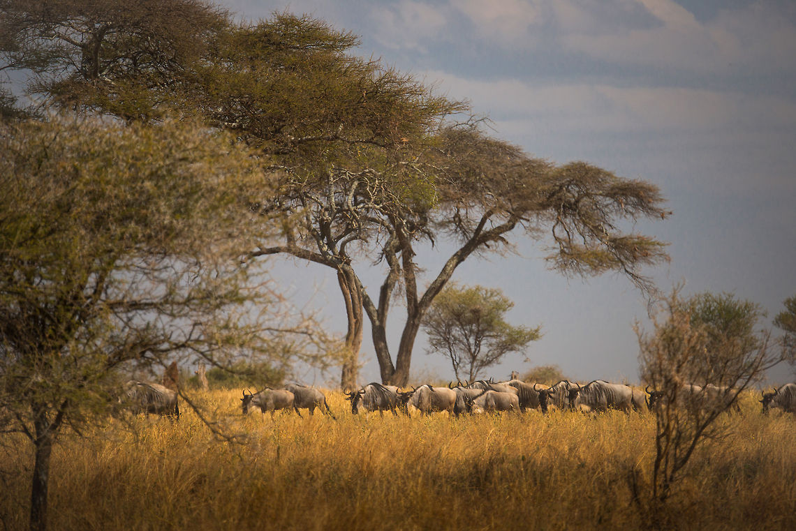 Wildebeests moving north in Tarangire, Tanzania Driven by instinct and the smell of rain, a small group of Wildebeests slowly but steadily moves north. Africa,Blue wildebeest,Connochaetes taurinus,Tanzania,Tarangire,Tarangire National Park