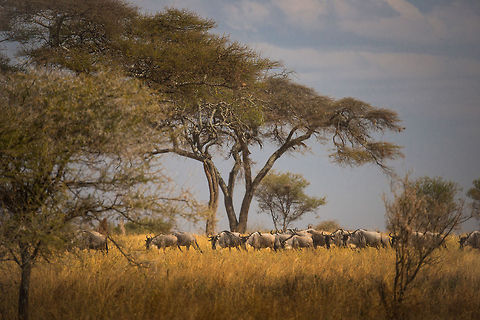 Wildebeests moving north in Tarangire, Tanzania Driven by instinct and the smell of rain, a small group of Wildebeests slowly but steadily moves north. Africa,Blue wildebeest,Connochaetes taurinus,Tanzania,Tarangire,Tarangire National Park