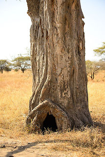 Baobab poacher's hole in Tanzania The hole in this baobab is or has been used by poachers to hide from the authorities.  Adansonia digitata,Africa,Dead-rat tree,Tanzania,Tarangire,Tarangire National Park