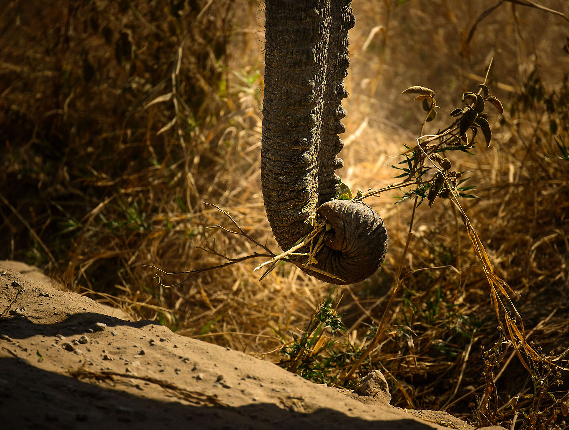 The green machine After humans, it must be elephants having the biggest impact on the landscape in Tanzania. Few trees get a chance to grow tall due the constant pressure of Elephants destroying and eating them, up to 300kg per day per animal. <br />
<br />
And as a positive conservation note for once: In 1986, there were about 400-500 in the larger Serengeti area. Right now the estimation is at 2,000.  Africa,African bush elephant,Loxodonta africana,Tanzania,Tarangire,Tarangire National Park