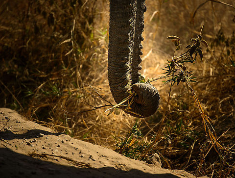 The green machine After humans, it must be elephants having the biggest impact on the landscape in Tanzania. Few trees get a chance to grow tall due the constant pressure of Elephants destroying and eating them, up to 300kg per day per animal. 

And as a positive conservation note for once: In 1986, there were about 400-500 in the larger Serengeti area. Right now the estimation is at 2,000.  Africa,African bush elephant,Loxodonta africana,Tanzania,Tarangire,Tarangire National Park