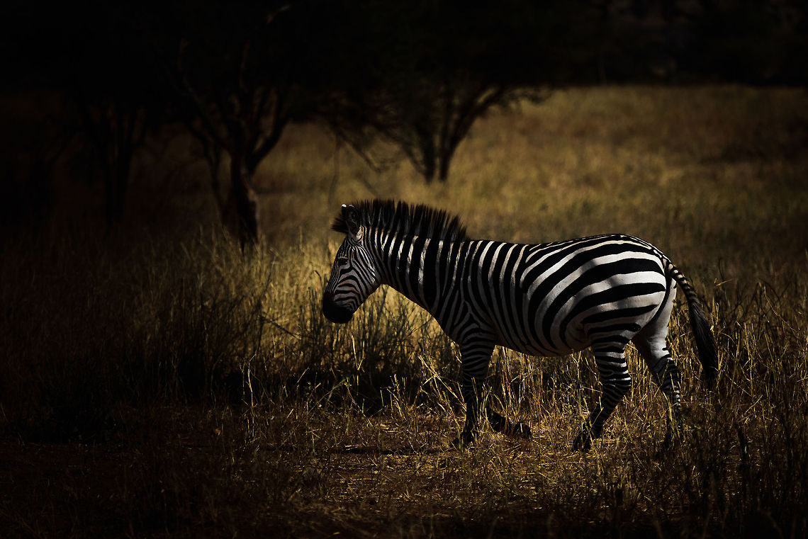 Common Zebra, Tarangire, Tanzania  Africa,Equus quagga,Plains zebra,Tanzania,Tarangire,Tarangire National Park