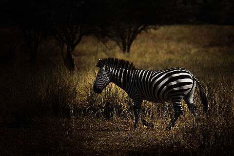 Common Zebra, Tarangire, Tanzania  Africa,Equus quagga,Plains zebra,Tanzania,Tarangire,Tarangire National Park