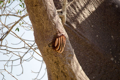 Bee nest up high in the trees, Tarangire, Tanzania  Africa,Tanzania,Tarangire,Tarangire National Park