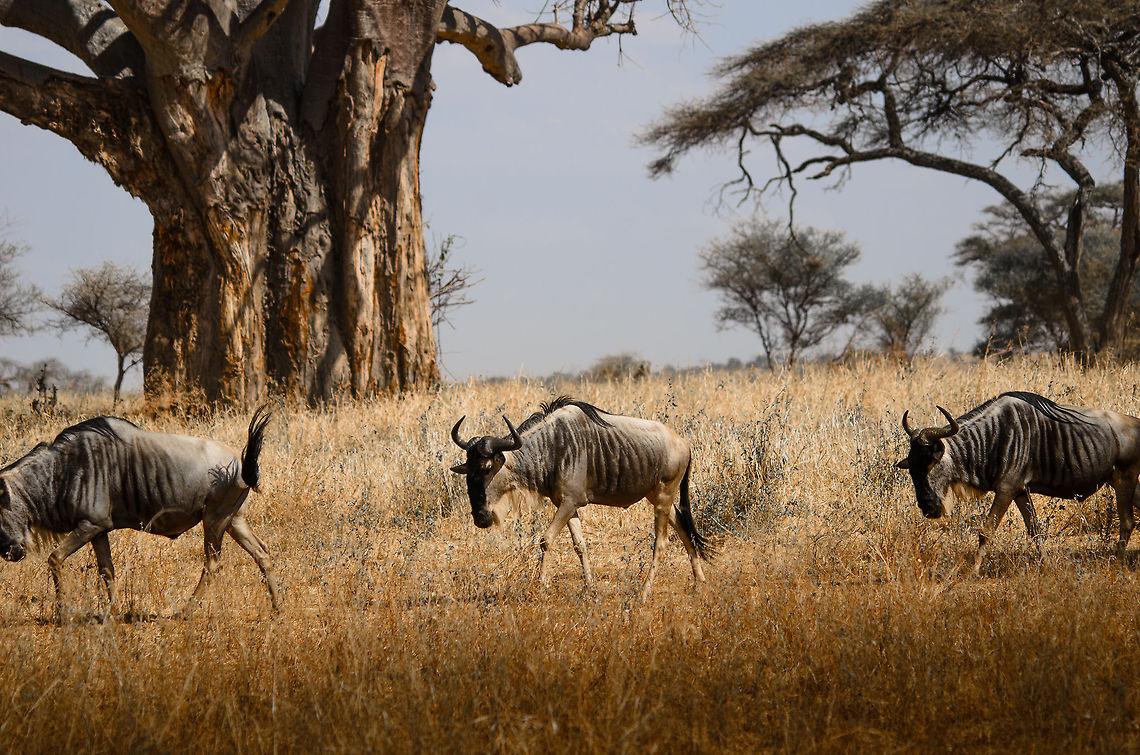 Wildebeests slavishly migrating in Tarangire NP, Tanzania It&#039;s interesting to observe wildebeests and how they move and migrate in groups. It&#039;s almost as if they have no will of their own, drawn by a force larger than them.  Africa,Blue wildebeest,Connochaetes taurinus,Tanzania,Tarangire,Tarangire National Park