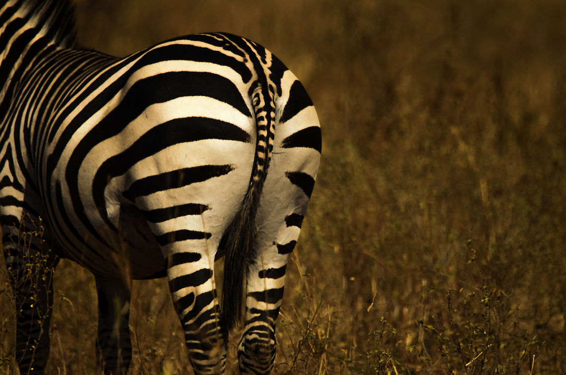 Common Zebra bottom view Don&#039;t look at me. It was my girlfriend&#039;s idea to photograph the butt of every animal. Africa,Equus quagga,Plains zebra,Tanzania,Tarangire,Tarangire National Park