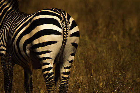 Common Zebra bottom view Don't look at me. It was my girlfriend's idea to photograph the butt of every animal. Africa,Equus quagga,Plains zebra,Tanzania,Tarangire,Tarangire National Park