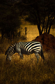 Common Zebra feeding in Tarangire, Tanzania  Africa,Equus quagga,Plains zebra,Tanzania,Tarangire,Tarangire National Park