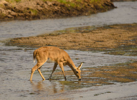Bohor Reedbuck - creature of care Meet the Bohor Reedbuck, a very shy antelope that lives near water and is quick to escape to the reed at the slightest sense of danger. This one was spotted whilst drinking in Tarangire, Tanzania. Africa,Bohor reedbuck,Redunca redunca,Tanzania,Tarangire,Tarangire National Park