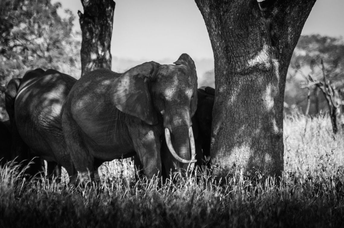 African Elephant herd near trees in Tarangire, Tanzania (B&W)  Africa,African bush elephant,Loxodonta africana,Tanzania,Tarangire,Tarangire National Park