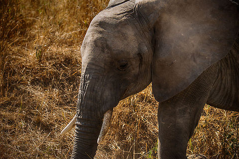 Young African Elephant closeup at Tarangire, Tanzania  Africa,African bush elephant,Loxodonta africana,Tanzania,Tarangire,Tarangire National Park