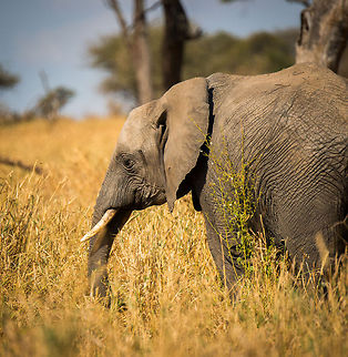 African Bush Elephant feeding on grass in dry season at Tarangire, Tanzania  Africa,African bush elephant,Loxodonta africana,Tanzania,Tarangire,Tarangire National Park
