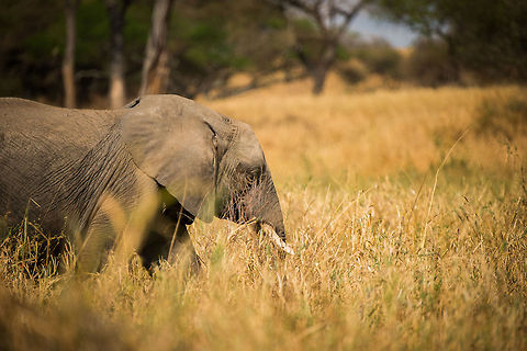 Stealthy African Bush Elephant at Tarangire, Tanzania Elephants despite their size can be surprisingly stealthy when slowly moving and feeding. On various occasions we only spotted them after a while, like hidden in plain sight. Africa,African bush elephant,Loxodonta africana,Tanzania,Tarangire,Tarangire National Park