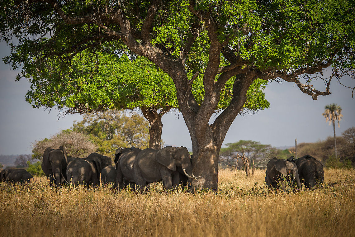 Too big Unlike most trees in the larger Serengeti, this one is too large for this elephant herd to break down and eat. Still, it is useful for shade. Africa,African bush elephant,Loxodonta africana,Tanzania,Tarangire,Tarangire National Park