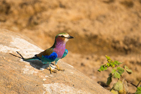 Lilac-breasted roller on rock in Tarangire, Tanzania Foraging close to the water in search of insects. Africa,Coracias caudatus,Lilac-breasted Roller,Tanzania,Tarangire,Tarangire National Park