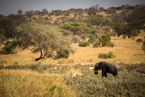 African Bush Elephant habitat A sole African Elephant feeding in Tarangire, Tanzania. Africa,African bush elephant,Loxodonta africana,Tanzania,Tarangire,Tarangire National Park