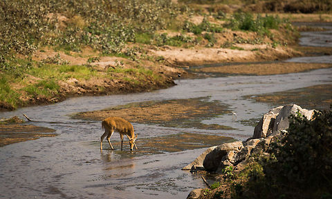 Reedbuck drinking whilst on guard at Tarangire, Tanzania This antelope is extremely shy and will never let its guard down. Still, we all must drink... Africa,Bohor reedbuck,Redunca redunca,Tanzania,Tarangire,Tarangire National Park