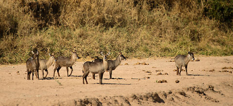 Waterbuck family at Tarangire river bank Drinking is a life-threatening activity in Tarangire for these waterbucks, so note how they strategically look in different directions. Africa,Kobus ellipsiprymnus,Tanzania,Tarangire,Tarangire National Park,Waterbuck