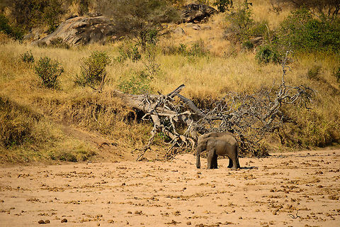 Plains of Poo From the looks of the ground, this is a popular place for herbivores to drink. You can be sure they are fresh droppings, as dung beetles and various other insects clean up in no time. Africa,African bush elephant,Loxodonta africana,Tanzania,Tarangire,Tarangire National Park
