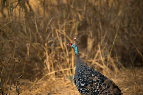 Helmeted Guineafowl at Tarangire These are very common zoo and pet farm animals in Europe, yet it is great to see them in their real habitat in Africa. They're very useful cleaners, taking care of various ticks and other annoyances. They are able to make short flights when required. Africa,Helmeted Guineafowl,Numida meleagris,Tanzania,Tarangire,Tarangire National Park