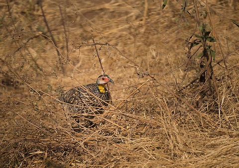Yellow-necked Spurfowl in Tarangire high grass I was quite surprised to see species like this spurfowl as well as the guineafowl survive amidst wildlife in Tanzania. Where the herbivores are always on alert, strategic, fast, careful, these creatures seem slow, loud, easy to spot, easy prey. What is you secret, oh Spurfowl? Africa,Pternistis leucoscepus,Tanzania,Tarangire,Tarangire National Park,Yellow-necked Spurfowl