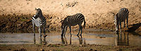 Zebra drinking strategy at Tarangire Two drink, one on guard. Africa,Equus quagga,Plains zebra,Tanzania,Tarangire,Tarangire National Park