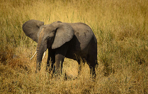 African bush elephant cool master Flapping ears is one of the most important ways for Elephants to cool down their body temperature, as this elephant in Tarangire, demonstrates. Africa,African bush elephant,Loxodonta africana,Tanzania,Tarangire,Tarangire National Park