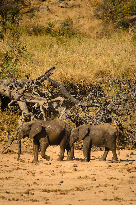 African bush elephants mud bath Besides flapping with their large ears, mud baths are another way for elephants to cool down, as well as to take care of their skin. Africa,African bush elephant,Loxodonta africana,Tanzania,Tarangire,Tarangire National Park