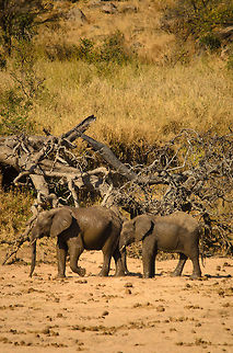 African bush elephants mud bath Besides flapping with their large ears, mud baths are another way for elephants to cool down, as well as to take care of their skin. Africa,African bush elephant,Loxodonta africana,Tanzania,Tarangire,Tarangire National Park