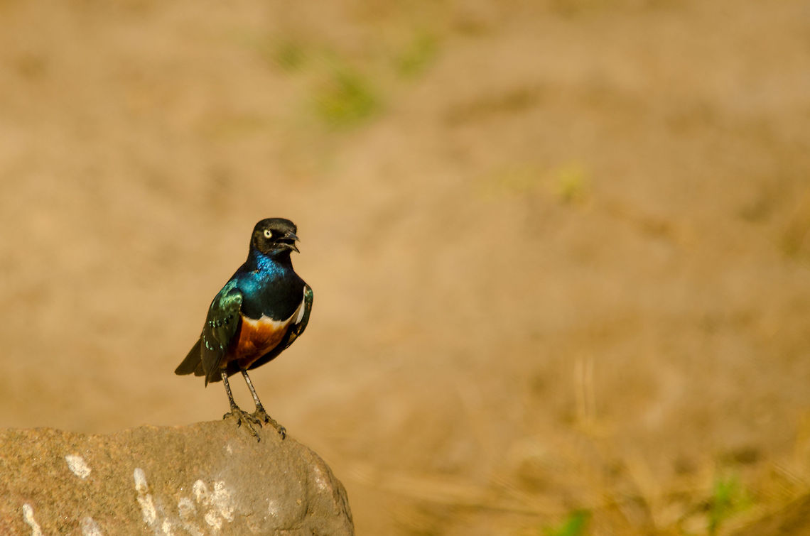 Superb starling on rock at Tarangire, Tanzania  Africa,Lamprotornis superbus,Superb Starling,Tanzania,Tarangire,Tarangire National Park