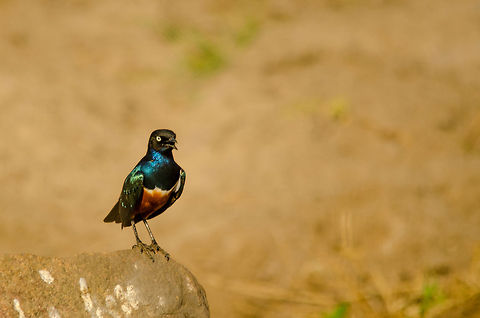 Superb starling on rock at Tarangire, Tanzania  Africa,Lamprotornis superbus,Superb Starling,Tanzania,Tarangire,Tarangire National Park