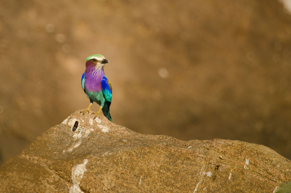 Lilac-breasted roller on rock in Tarangire, Tanzania - 2  Africa,Coracias caudatus,Lilac-breasted Roller,Roller,Tanzania,Tarangire,Tarangire National Park