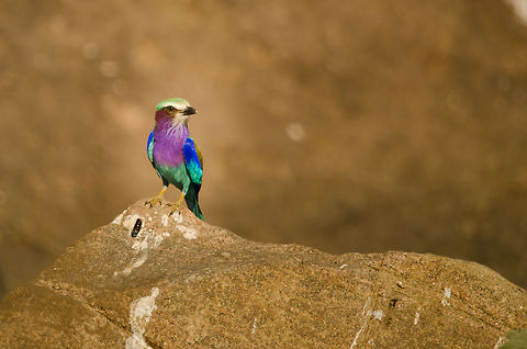Lilac-breasted roller on rock in Tarangire, Tanzania - 2  Africa,Coracias caudatus,Lilac-breasted Roller,Roller,Tanzania,Tarangire,Tarangire National Park