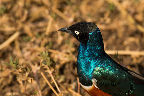 Superb Starling shine - closeup  Africa,Lamprotornis superbus,Superb Starling,Tanzania,Tarangire,Tarangire National Park