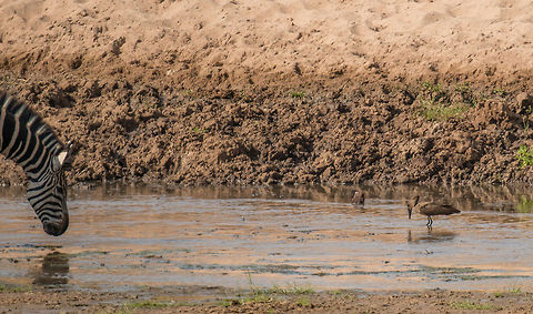 Zebra mirroring Hamerkop - Tarangire, Tanzania  Africa,Hamerkop,Scopus umbretta,Tanzania,Tarangire,Tarangire National Park