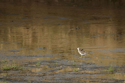 Ruff in muddy waters, Tarangire, Tanzania  Africa,Philomachus pugnax,Ruff,Tanzania,Tarangire,Tarangire National Park
