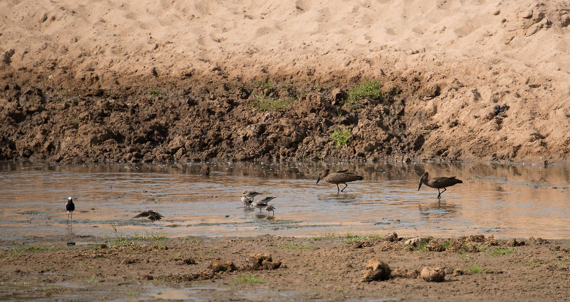 Blacksmith Plover, Hamerkop and Wattled Starlings There's 3 bird species in this photo taken at Tarangire, Tanzania, but I can't find the species of the 5 birds in the middle. You probably need to zoom in to see them, they have a yellow patch around their eye. Africa,Blacksmith Lapwing,Creatophora cinerea,Tanzania,Tarangire,Tarangire National Park,Vanellus armatus,Wattled Starling