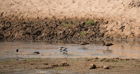 Blacksmith Plover, Hamerkop and Wattled Starlings There's 3 bird species in this photo taken at Tarangire, Tanzania, but I can't find the species of the 5 birds in the middle. You probably need to zoom in to see them, they have a yellow patch around their eye. Africa,Blacksmith Lapwing,Creatophora cinerea,Tanzania,Tarangire,Tarangire National Park,Vanellus armatus,Wattled Starling